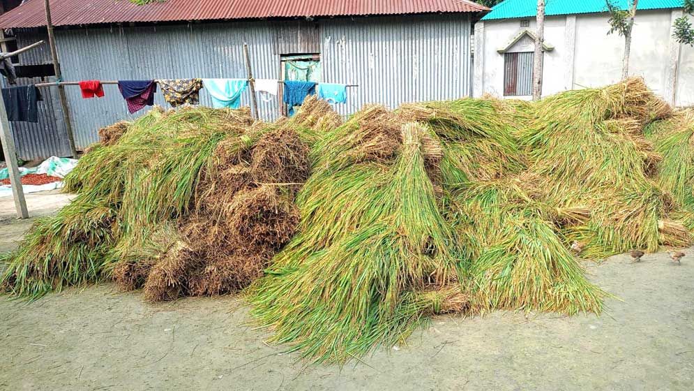 রৌমারীতে কাঁচা ধান কেটে নিল আ.লীগ নেতা