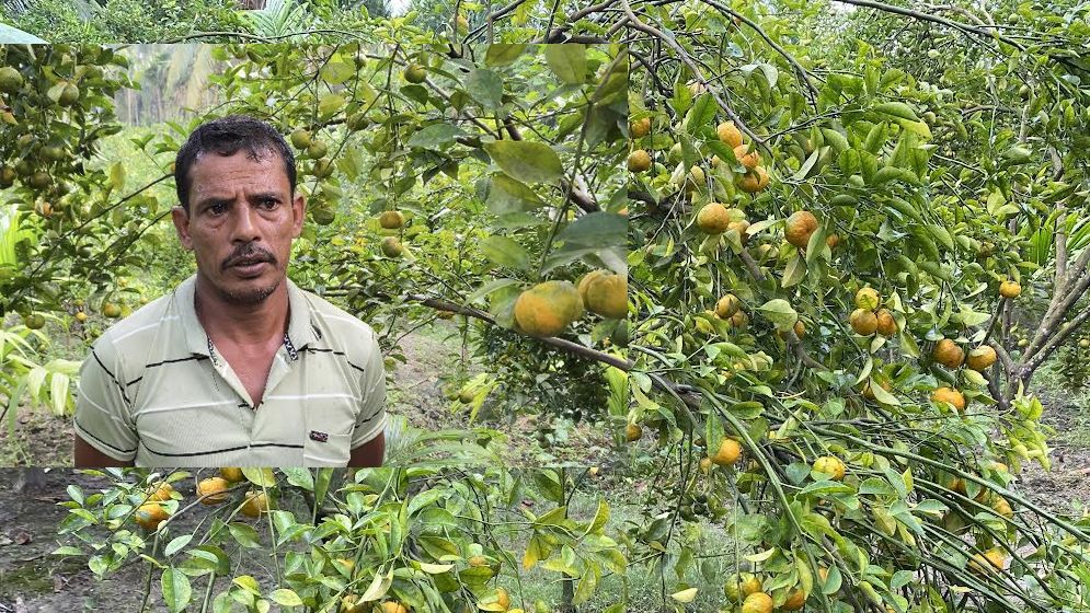 কৃষক ফিরোজের গাছে ঝুলছে থোকায় থোকায় কমলা