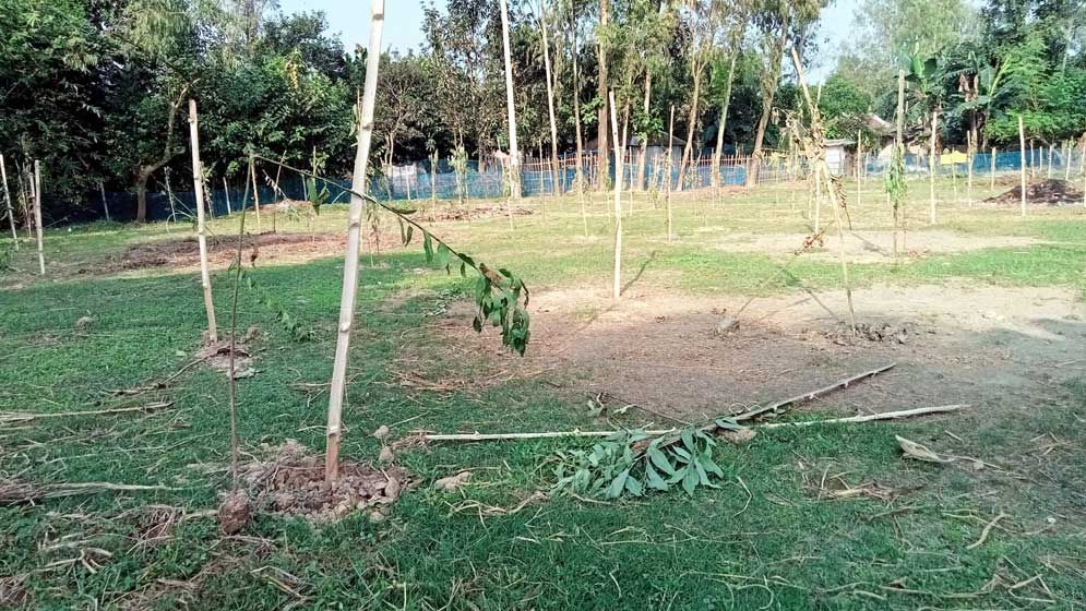 গাছ ভেঙ্গে বিধবার জমি দখলের চেষ্টা