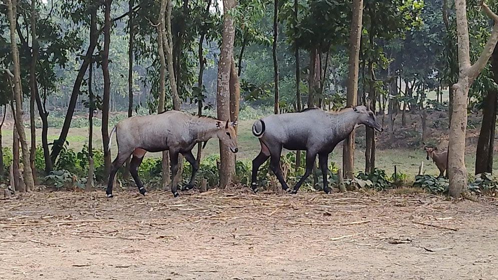 নীলগাই পরিবারে এলো নতুন অতিথি