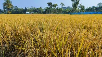 কেজিতে ৩ টাকা বাড়িয়ে আমন ধান সংগ্রহের লক্ষ্য নির্ধারণ