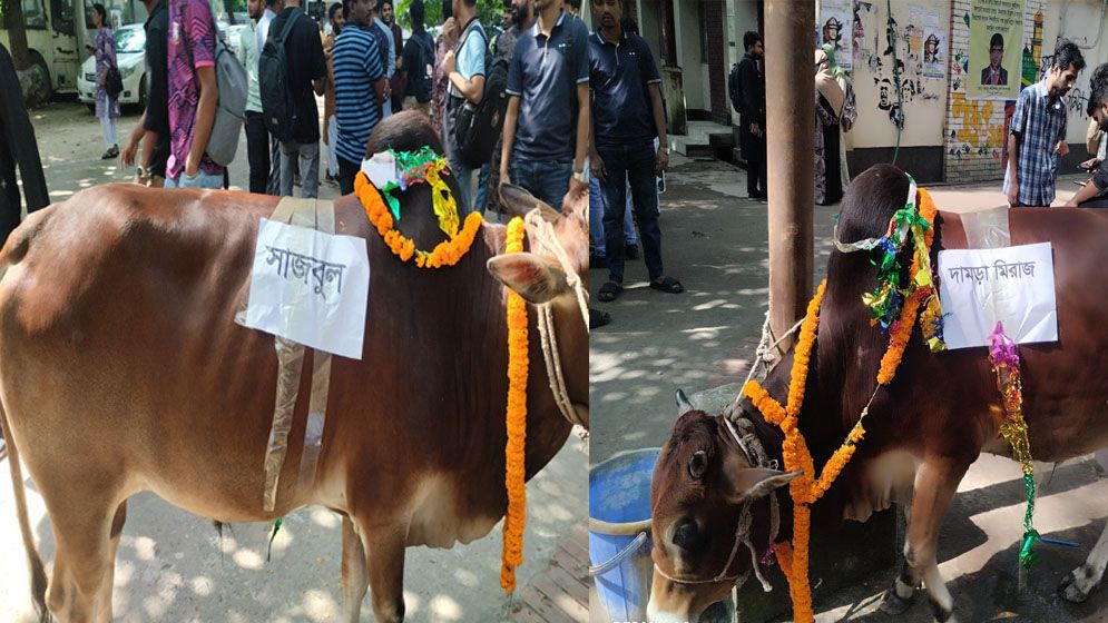 জবিতে ছাত্রলীগ নেতাদের নামে ‘গরুভোজ’