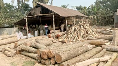 ভালুকায় শতাধিক অবৈধ করাতকল, জাতীয় উদ্যানসহ বন উজাড়