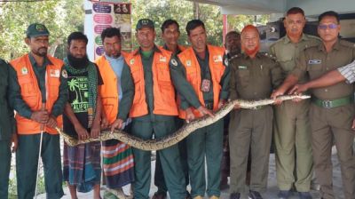 কয়রায় বাড়ির পেছনে মিলল অজগর, সুন্দরবনে অবমুক্ত