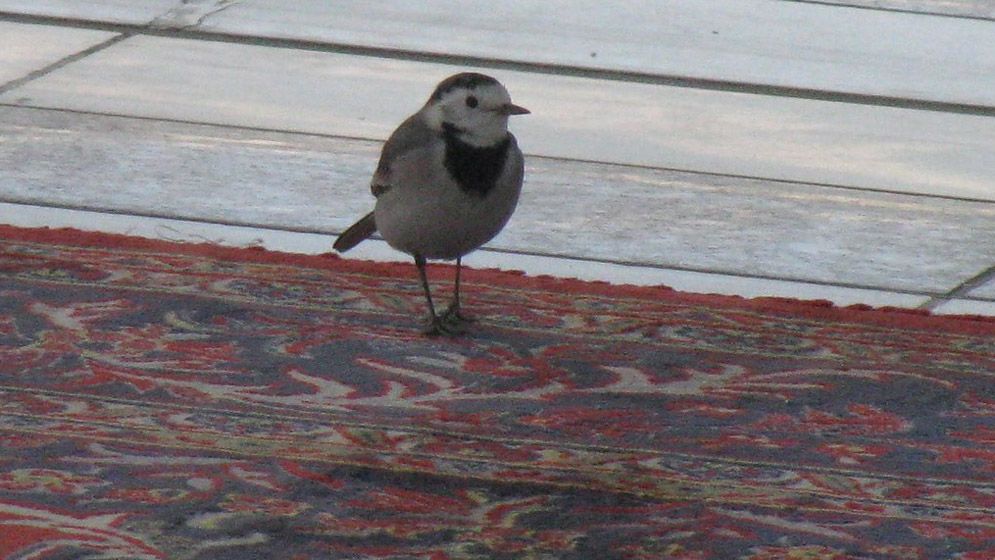 কুরআনে বর্ণিত ‘আবাবিল’ পাখি কি এখনও আছে?