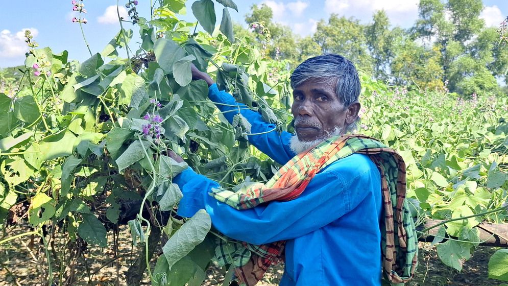 পলাশে কৃষকের দেড় বিঘা জমির শিমগাছ কর্তন