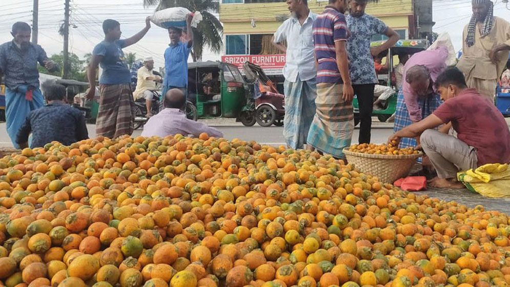 রামগতি-কমলনগরে সুপারির বাম্পার ফলন