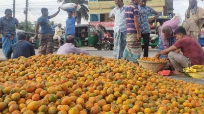 রামগতি-কমলনগরে সুপারির বাম্পার ফলন