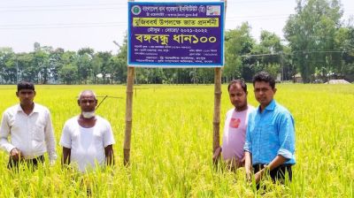 ধান বীজের জাত থেকে বাদ ‘বঙ্গবন্ধুর’ নাম