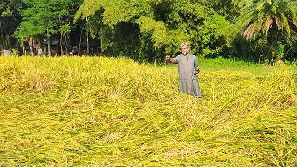 নিক্সন চৌধুরীর নাম ভাঙিয়ে জামায়াত কর্মীর বিক্রিত জমি দখল