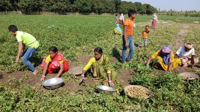 আগাম আলু তোলা শুরু, দর ভালো পাওয়ায় কৃষকরা উৎফুল্ল