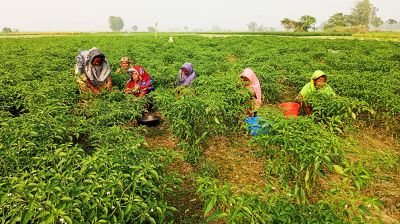 চরাঞ্চলে উঠছে কাঁচা মরিচ, কমছে দাম