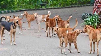 কুকুরের কাণ্ডে আতঙ্কিত এলাকাবাসী