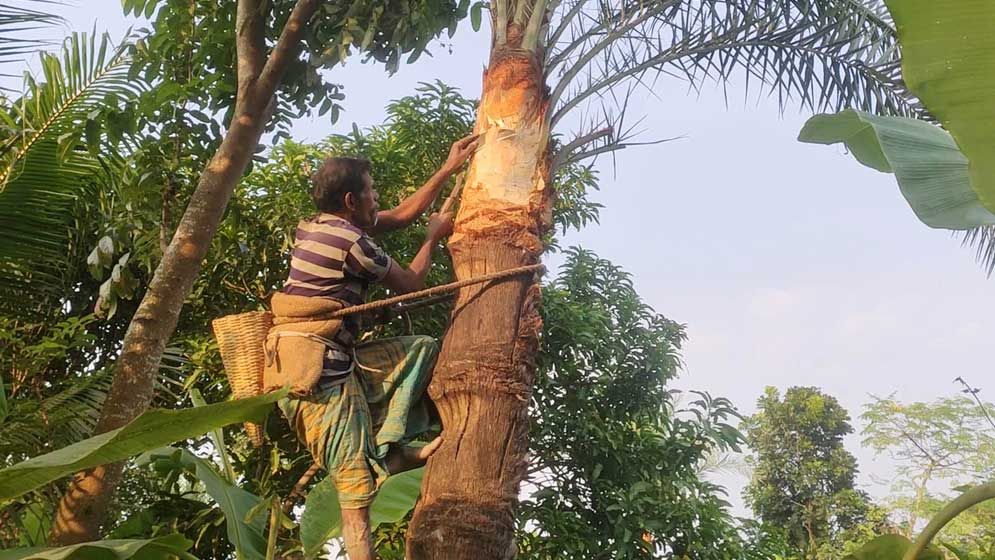 অভয়নগরে খেজুর গাছ পরিচর্যায় ব্যস্ত গাছি, ডিসেম্বরে হবে গুড় উৎপাদন