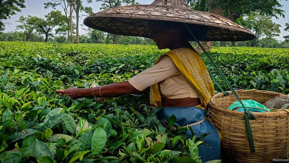 আ.লীগ নেতাদের পেটে লক্ষ্মীপুর চা বাগান