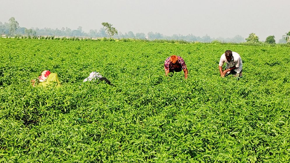 কৃষকের ৪৫ টাকা কেজির কাঁচামরিচ বাজারে ৮০ টাকা