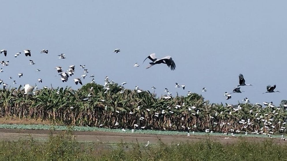 পরিযায়ী পাখির কলতানে মুখর খাল-বিল