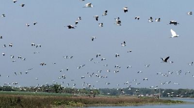 অতিথি পাখির আগমনে মুখর মেহেরপুরের খাল-বিল