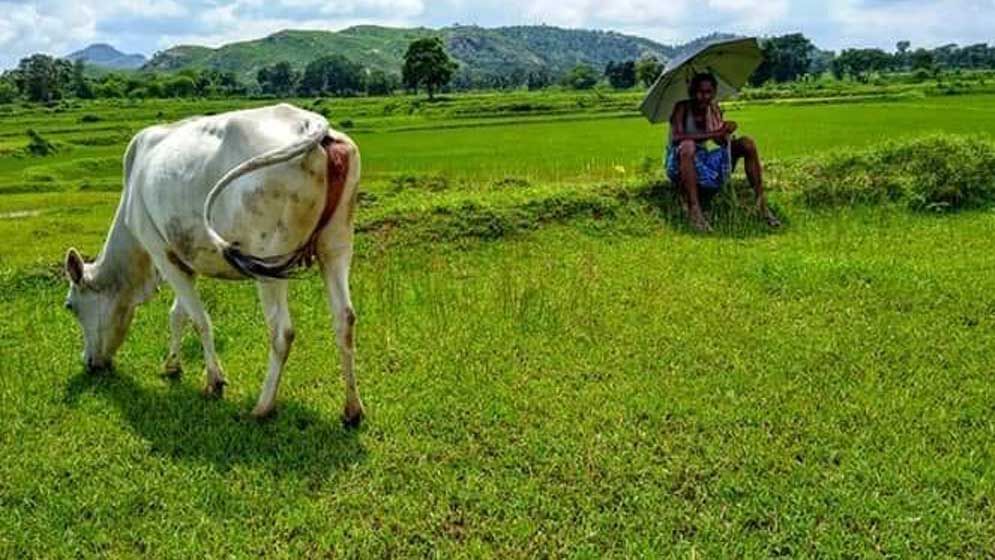 গরু বাঁধতে না দেওয়ার ঘটনায় কৃষক নিহত