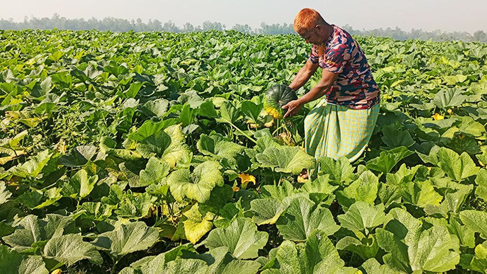 যমুনার বালুচর এখন নানা ফসলে ভরপুর