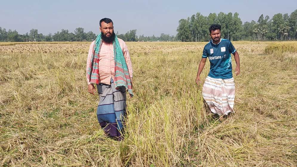 কৃষকের ধান কেটে নিল যুবলীগ নেতা