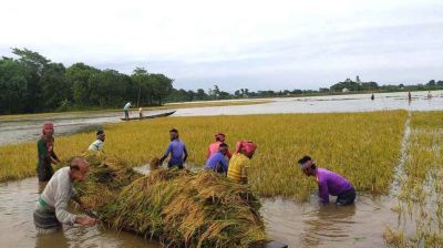 ধান চাষ অব্যাহত রাখা কৃষকদের জন্য বড় চ্যালেঞ্জ