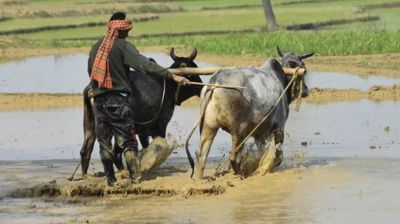 বোরো চাষে বাদ অর্ধেক জমি, তীব্র হতে পারে খাদ্য সংকট