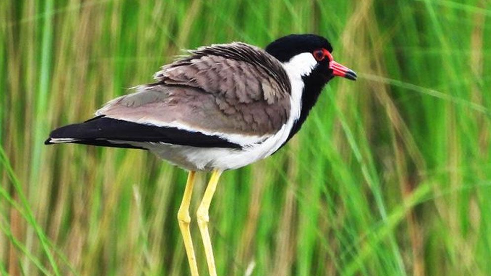 হেমন্তের ডাহুক পাখি