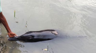 হালদা নদী থেকে ডলফিন উদ্ধার