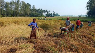 গাইঞ্জা ধানে ব্যস্ত কৃষক, কমছে আবাদ