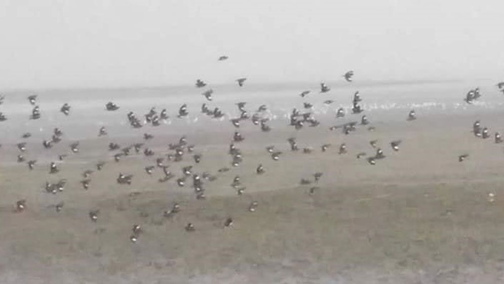 লাল কাঁকড়ার বিচরণ আর পাখিদের অভয়ারণ্য খ্যাত চরফ্যাশন