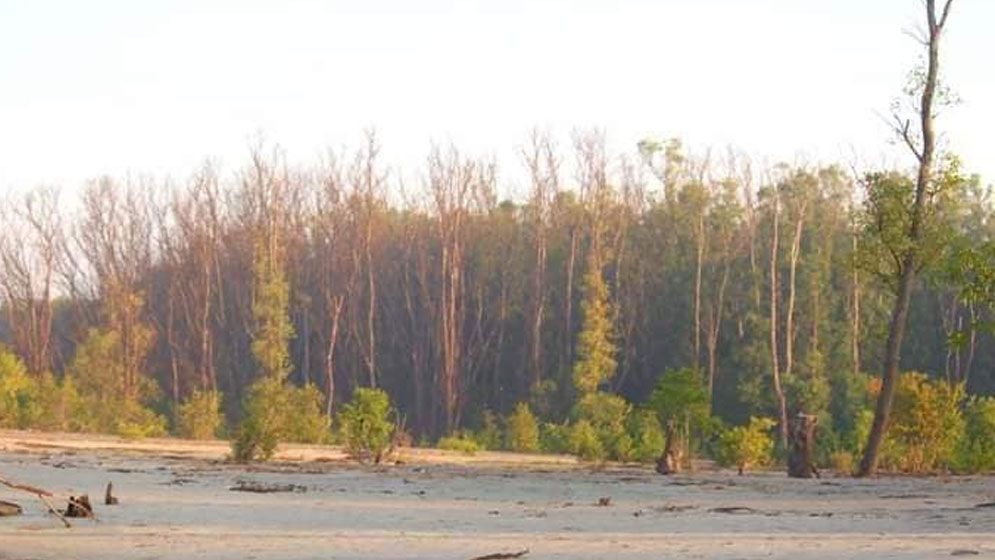 লাল কাঁকড়ার বিচরণ আর পাখিদের অভয়ারণ্য খ্যাত চরফ্যাশন