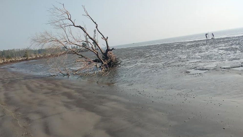 লাল কাঁকড়ার বিচরণ আর পাখিদের অভয়ারণ্য খ্যাত চরফ্যাশন