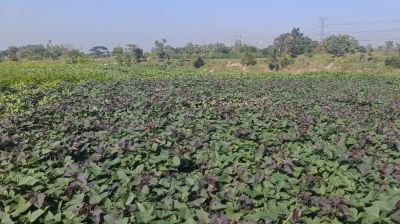 শাক-সবজিতে ঢেকে গেছে হালদার দুই তীর