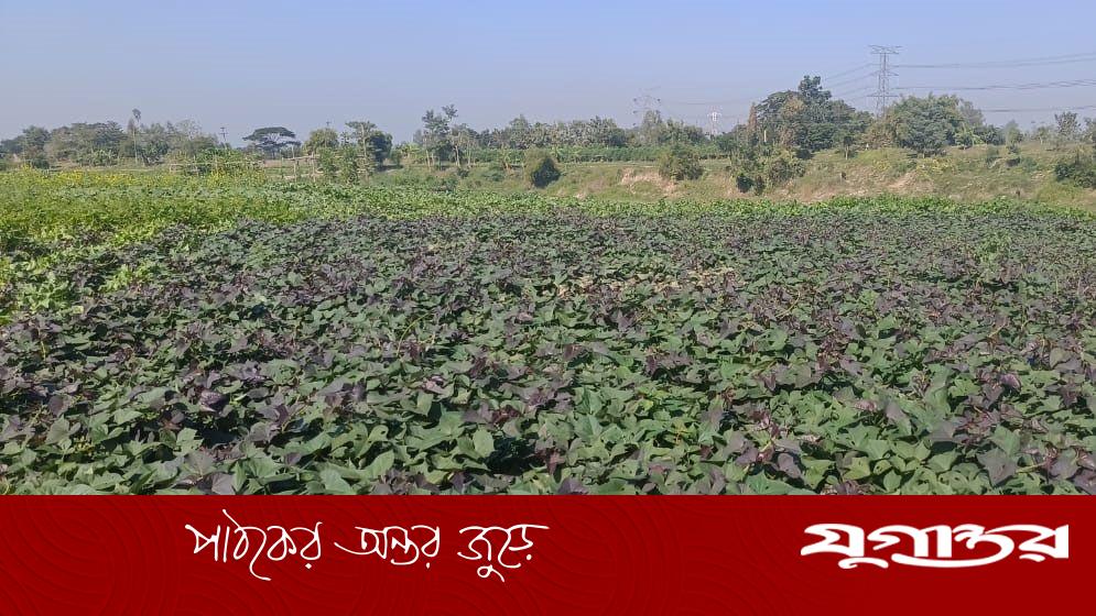 শাক-সবজিতে ঢেকে গেছে হালদার দুই তীর