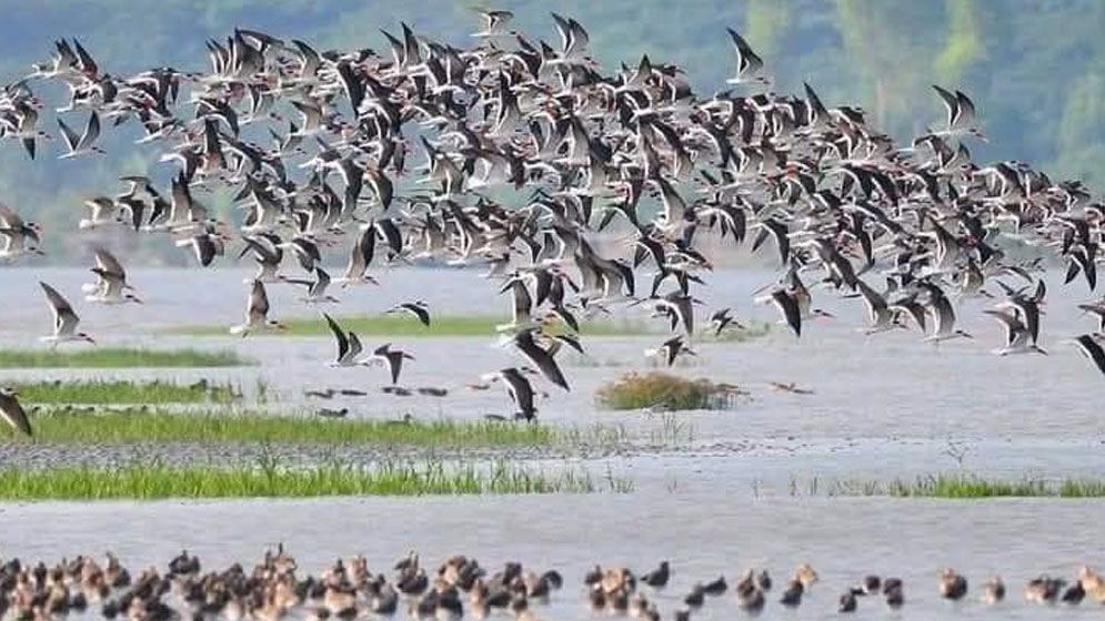 অতিথি পাখির কলতানে মুখর তারুয়া বিচ