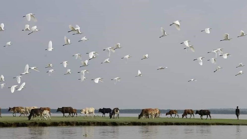 অতিথি পাখির কলতানে মুখর তারুয়া বিচ