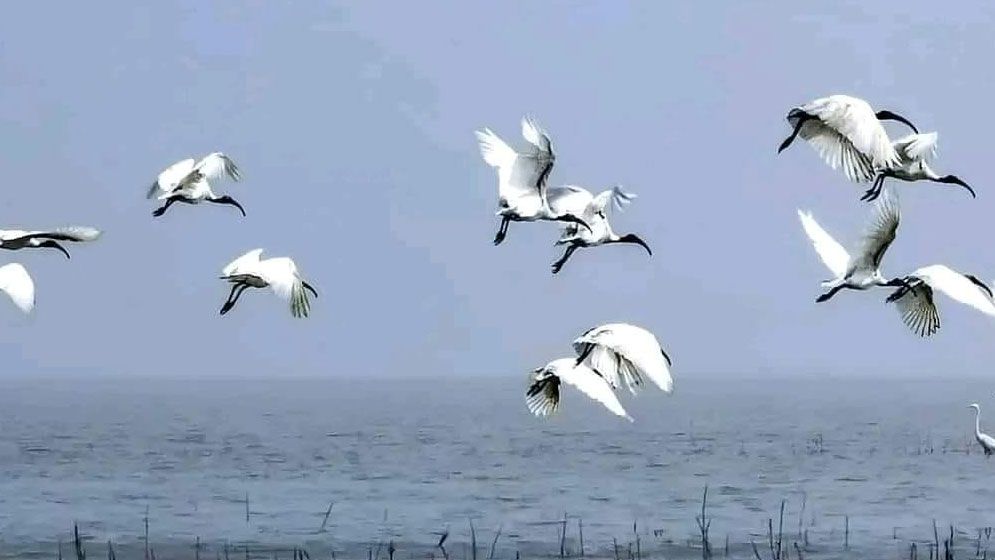 অতিথি পাখির কলতানে মুখর তারুয়া বিচ