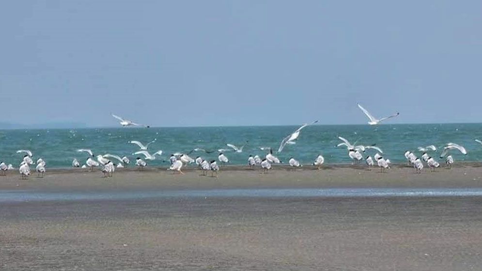 অতিথি পাখির কলতানে মুখর তারুয়া বিচ