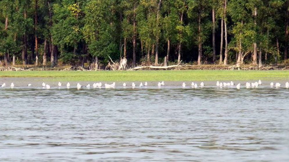 অতিথি পাখির কলতানে মুখর তারুয়া বিচ