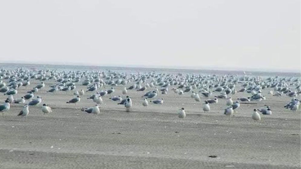 অতিথি পাখির কলতানে মুখর তারুয়া বিচ