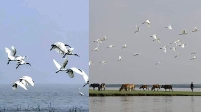 অতিথি পাখির মধুর কলতানে মুখর তারুয়া বিচ, দর্শনার্থীদের ভিড়