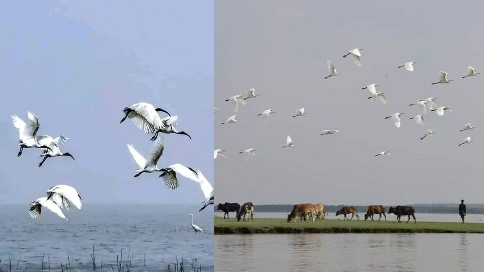 অতিথি পাখির মধুর কলতানে মুখর তারুয়া বিচ, দর্শনার্থীদের ভিড়