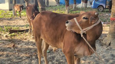 গোয়ালন্দে ব্যবসায়ীসহ ১০ গরু থানায় নিল পুলিশ