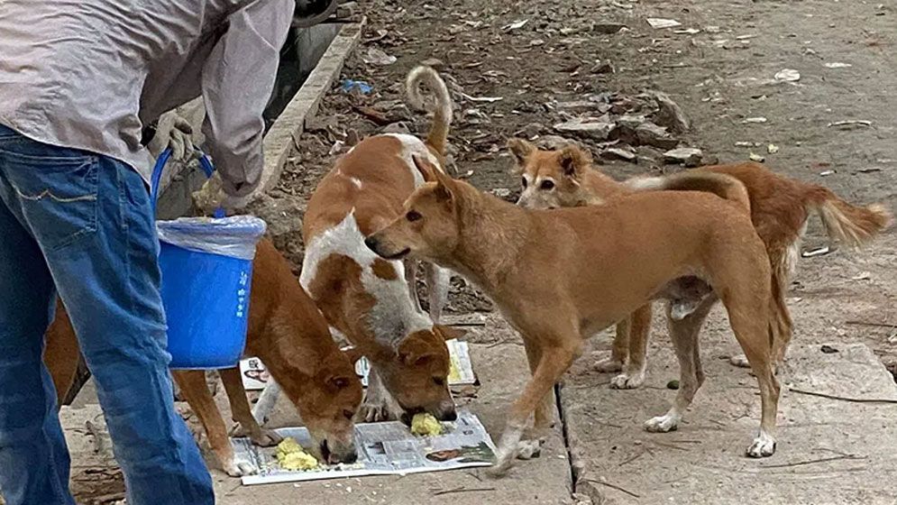 ১৫ কুকুরকে তিন মাস খাওয়ানোর শর্তে আসামির জামিন