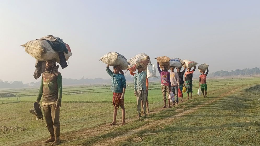 হাওড়াঞ্চলে বোরো আবাদের ধুম, শ্রমিক সংকটে উদ্বিগ্ন কৃষক