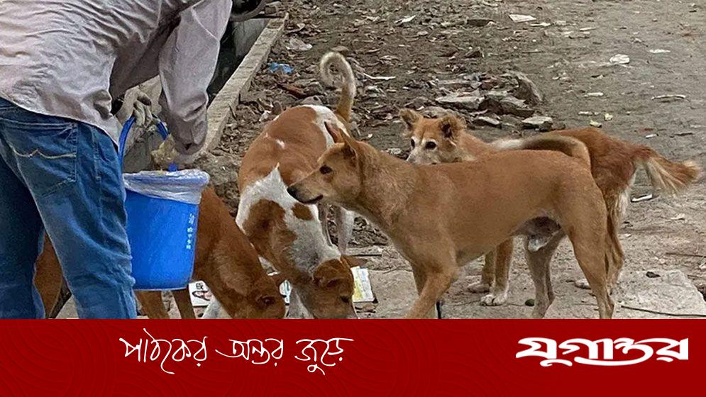 ১৫ কুকুরকে তিন মাস খাওয়ানোর শর্তে আসামির জামিন