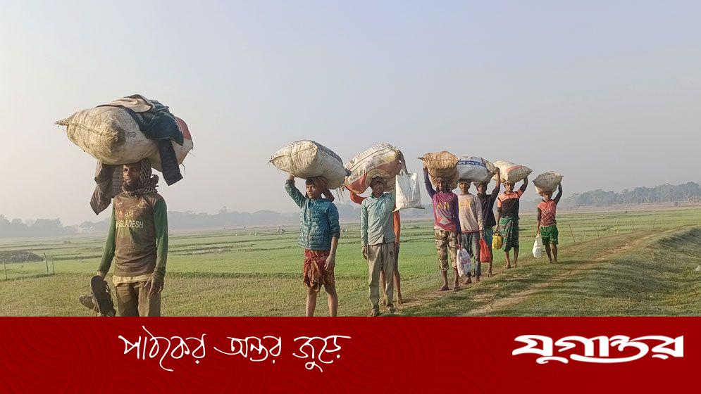 হাওড়াঞ্চলে বোরো আবাদের ধুম, শ্রমিক সংকটে উদ্বিগ্ন কৃষক