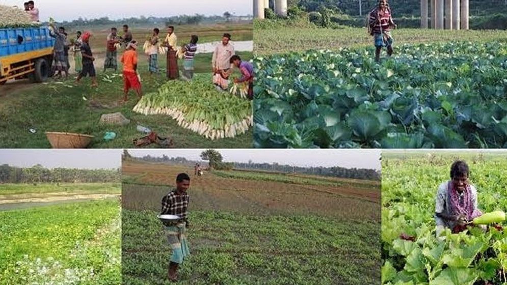 ন্যায্যমূল্য বঞ্চিত কৃষক: সবজি চাষিদের দিকে তাকান