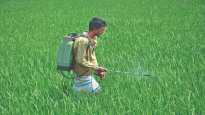 কীটনাশকের বিবেচনাহীন ব্যবহারের ঝুঁকি